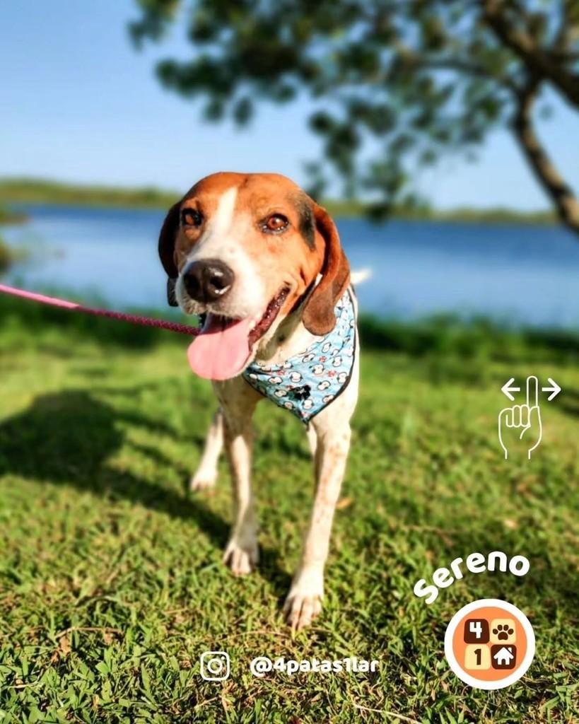 Sereno, cachorro de porte grande para adoção em Florianópolis - SC — foto 2 de 14