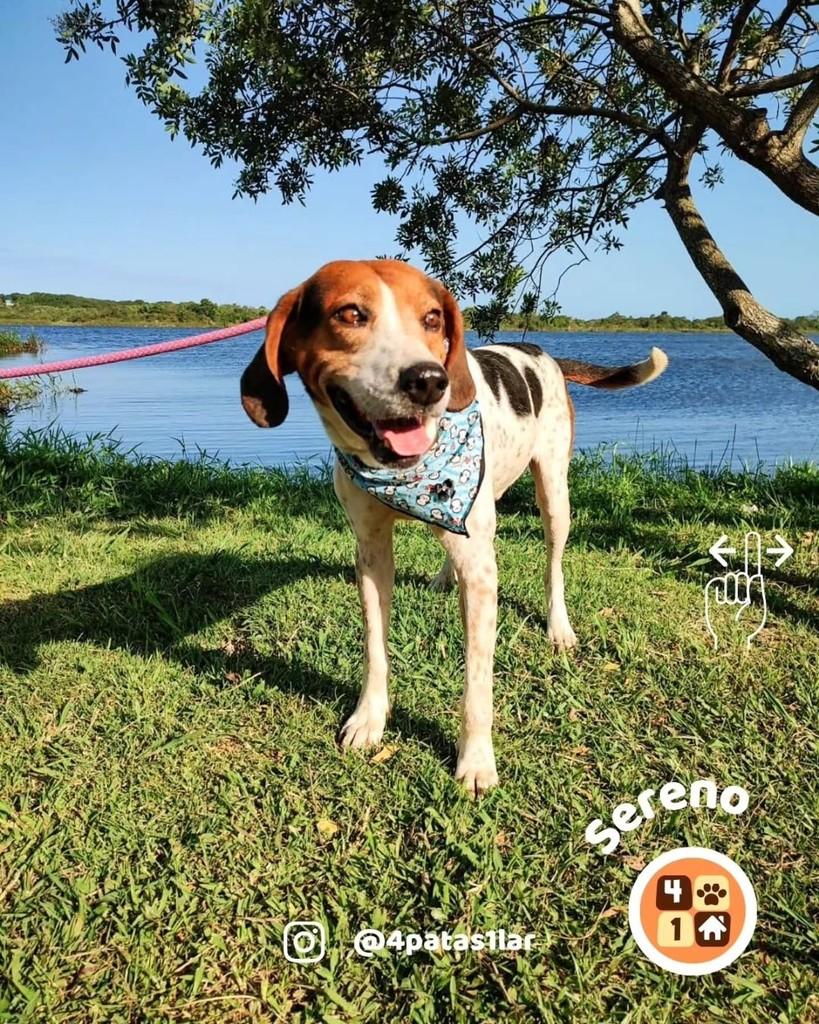 Sereno, cachorro de porte grande para adoção em Florianópolis - SC — foto 3 de 14