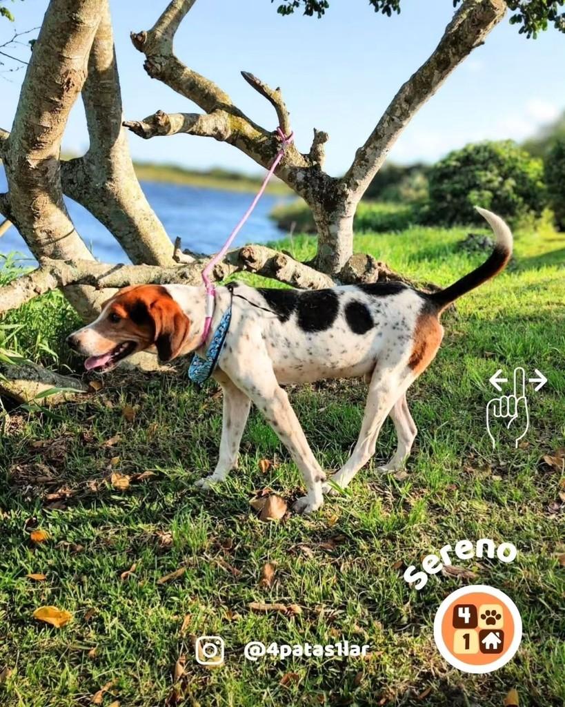Sereno, cachorro de porte grande para adoção em Florianópolis - SC — foto 4 de 14