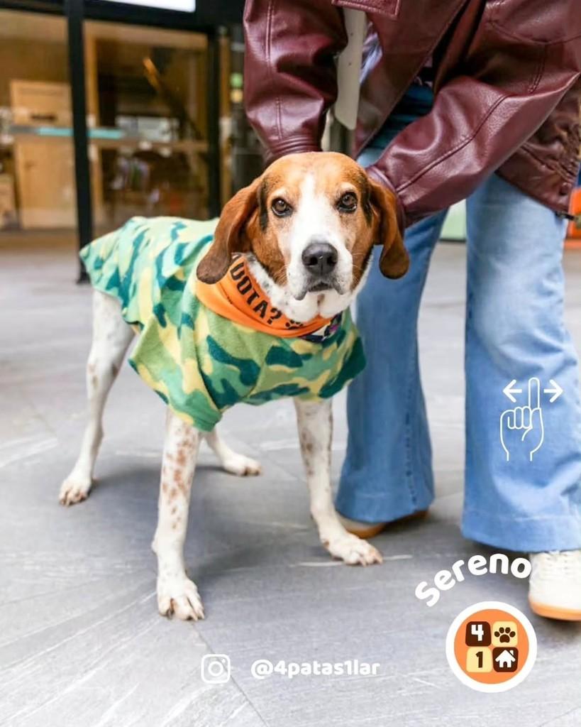 Sereno, cachorro de porte grande para adoção em Florianópolis - SC — foto 5 de 14