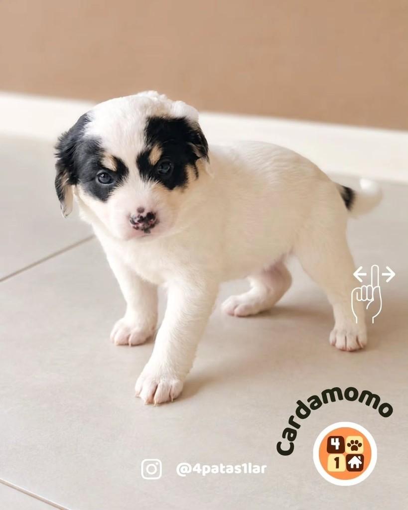 Cardamomo, cachorro de porte médio para adoção em Florianópolis - SC