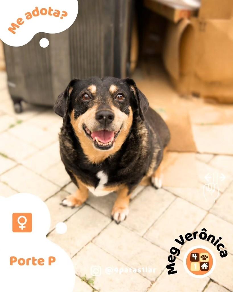 Meg Verônica, cadela para adoção em Florianópolis - SC