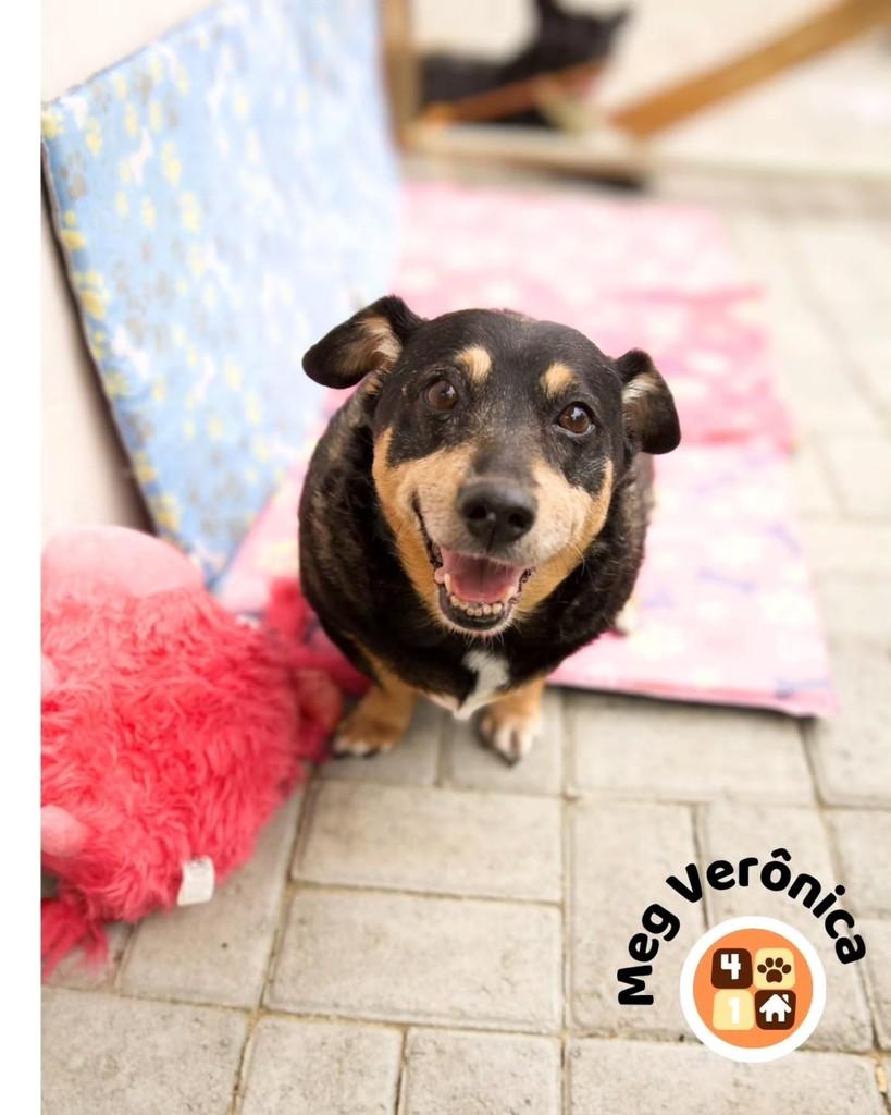 Meg Verônica, cadela para adoção em Florianópolis - SC — foto 4 de 12
