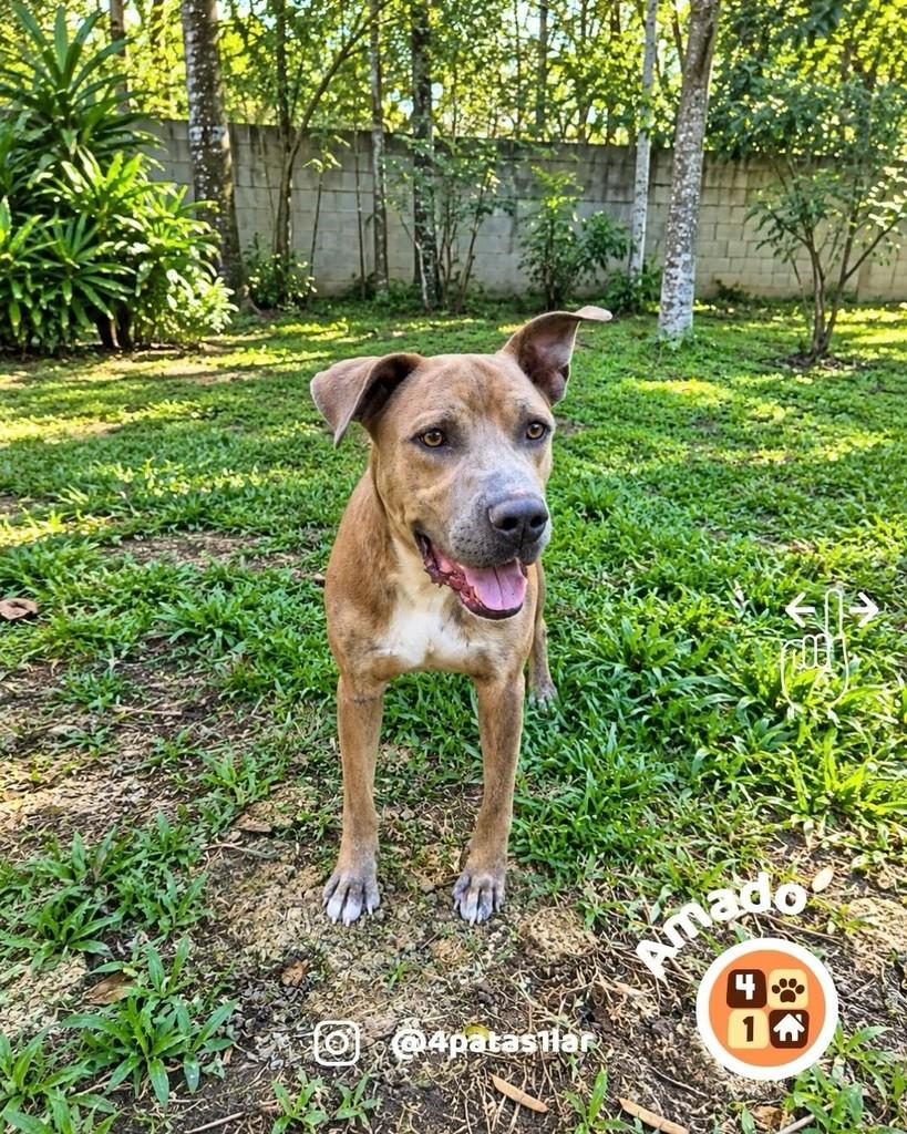 Amado, cachorro de porte grande para adoção em Florianópolis - SC
