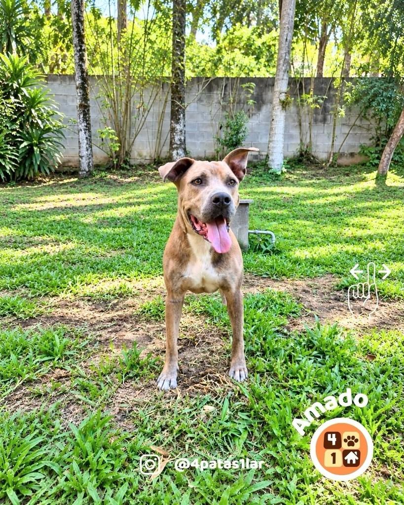 Amado, cachorro de porte grande para adoção em Florianópolis - SC — foto 2 de 9