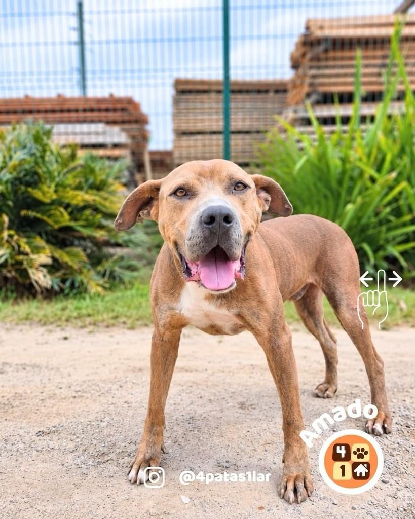 Amado, cachorro de porte grande para adoção em Florianópolis - SC — foto 3 de 9