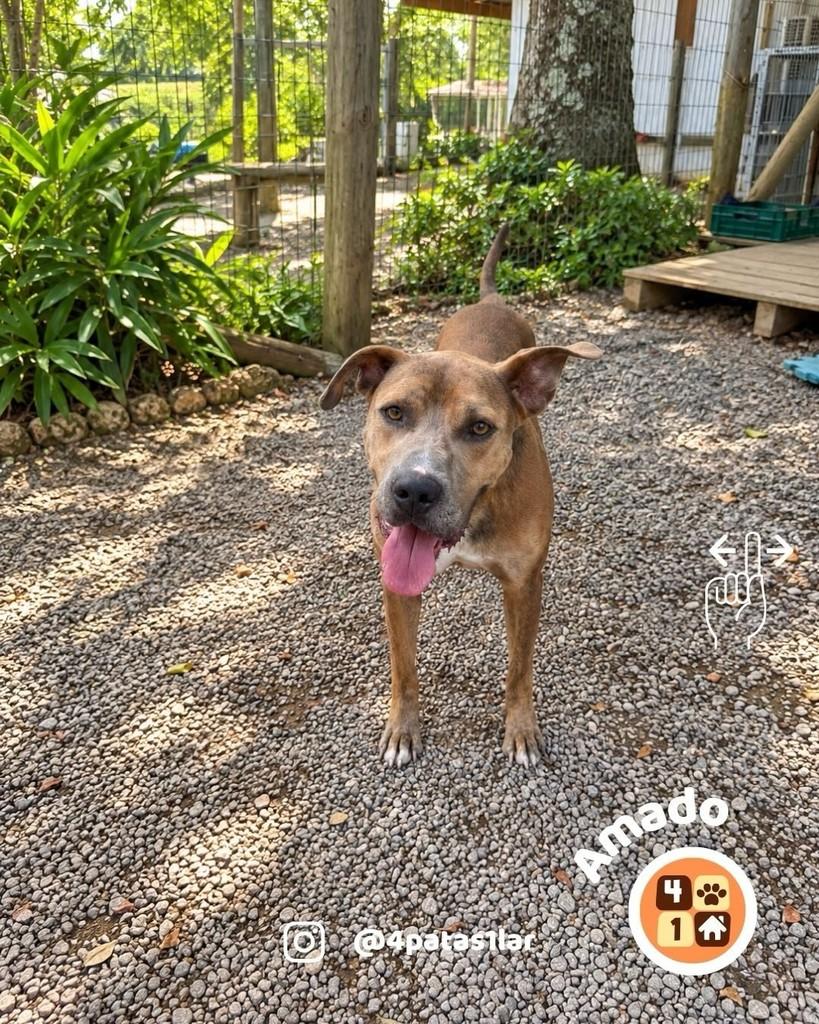 Amado, cachorro de porte grande para adoção em Florianópolis - SC — foto 4 de 9