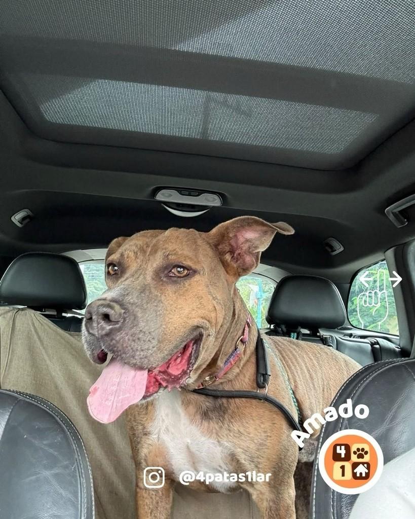 Amado, cachorro de porte grande para adoção em Florianópolis - SC — foto 5 de 9