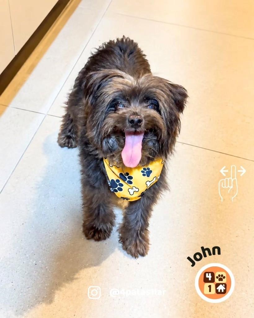 John, cachorro de porte pequeno para adoção em Florianópolis - SC — foto 2 de 11