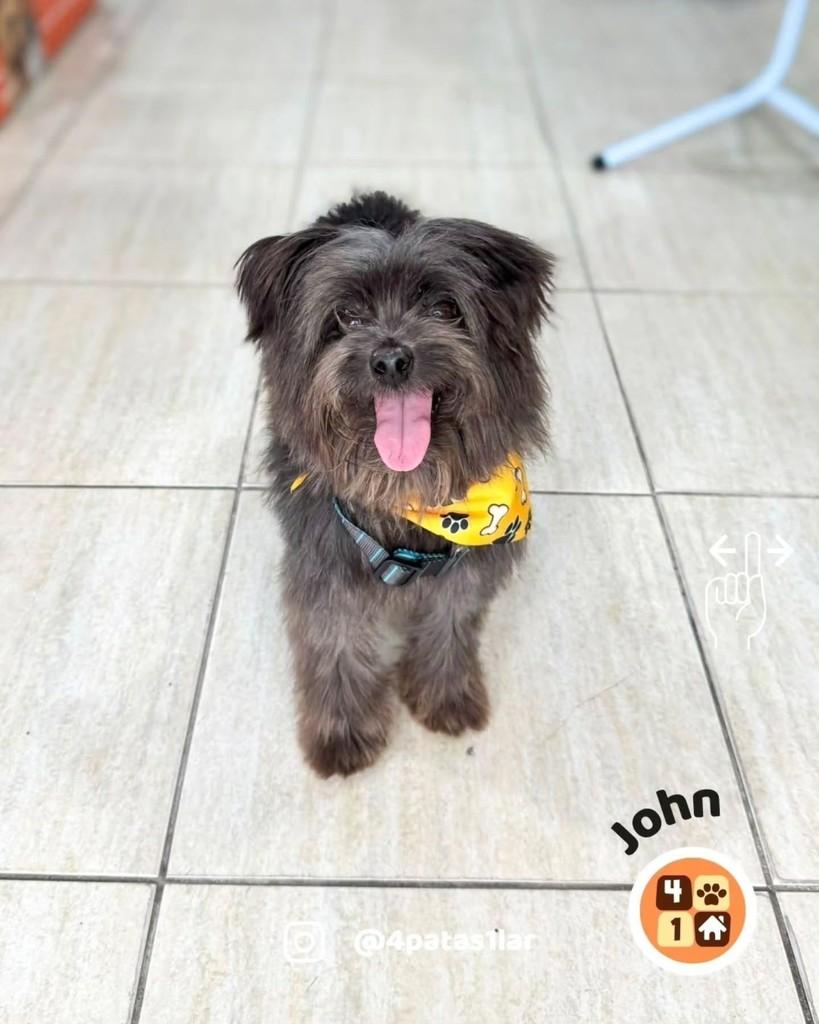 John, cachorro de porte pequeno para adoção em Florianópolis - SC — foto 3 de 11