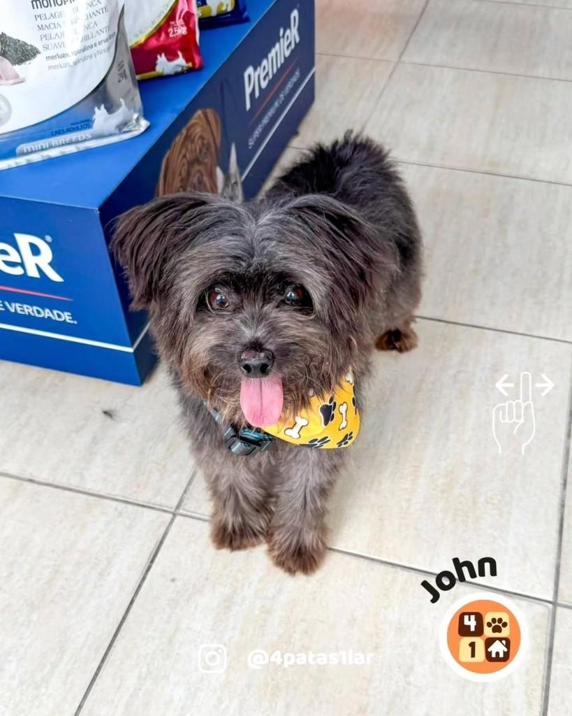 John, cachorro de porte pequeno para adoção em Florianópolis - SC — foto 4 de 11