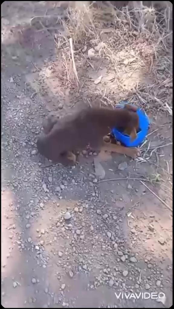 Valentim, cachorro de porte pequeno para adoção em Jandaia do Sul - PR