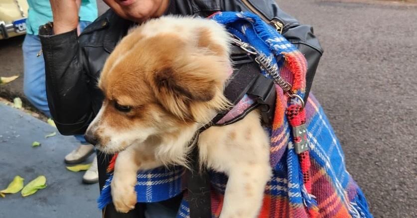 Rafinha, cachorro de porte pequeno para adoção em Jandaia do Sul - PR