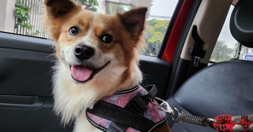Rafinha, cachorro de porte pequeno para adoção em Jandaia do Sul - PR — foto 3 de 6