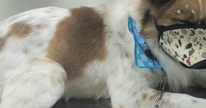 Rafinha, cachorro de porte pequeno para adoção em Jandaia do Sul - PR — foto 4 de 6