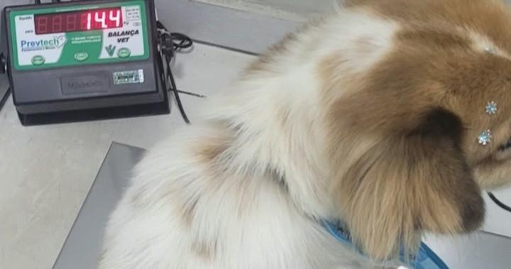 Rafinha, cachorro de porte pequeno para adoção em Jandaia do Sul - PR — foto 5 de 6