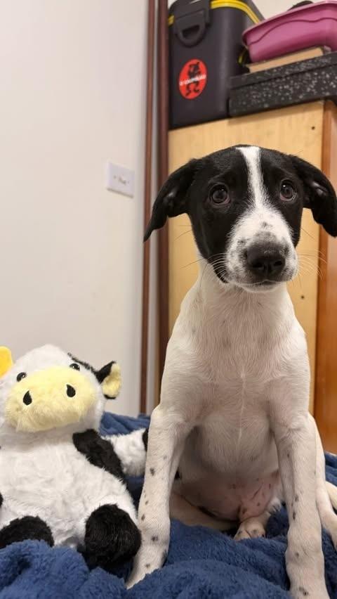 Marley, cachorro para adoção em São Paulo - SP