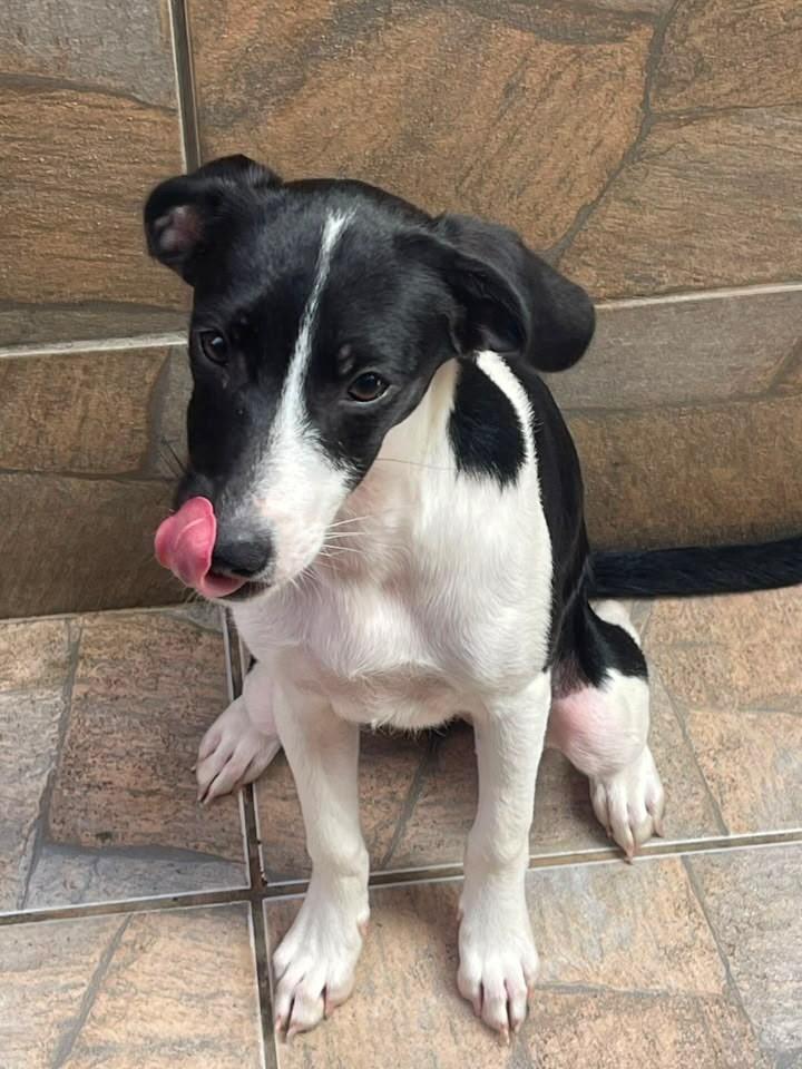 Juju, cadela de porte pequeno para adoção em Fortaleza - CE