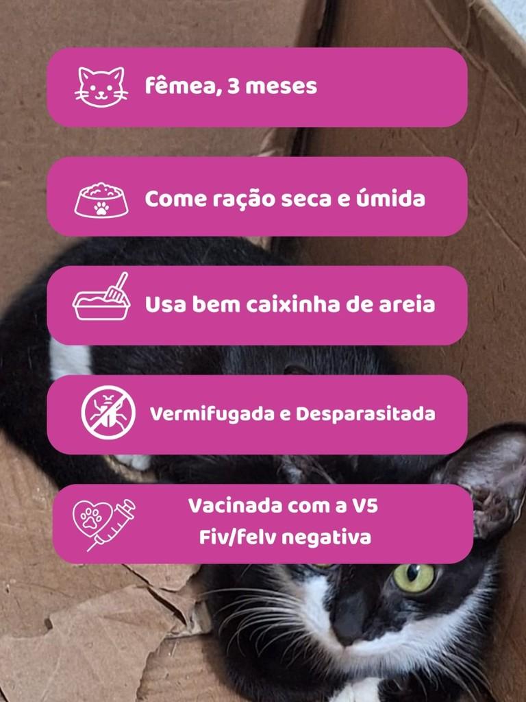 Petúnia, gato de porte pequeno para adoção em Fortaleza - CE