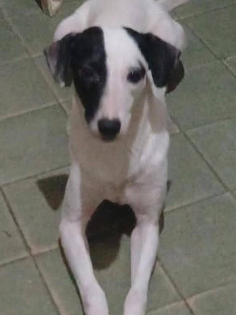 Princesa, cadela de porte pequeno para adoção em Fortaleza - CE