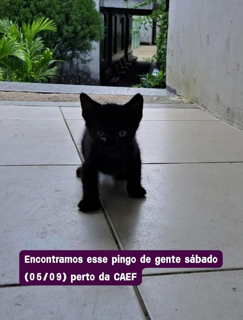 Panterinha, gato de porte pequeno para adoção em Fortaleza - CE