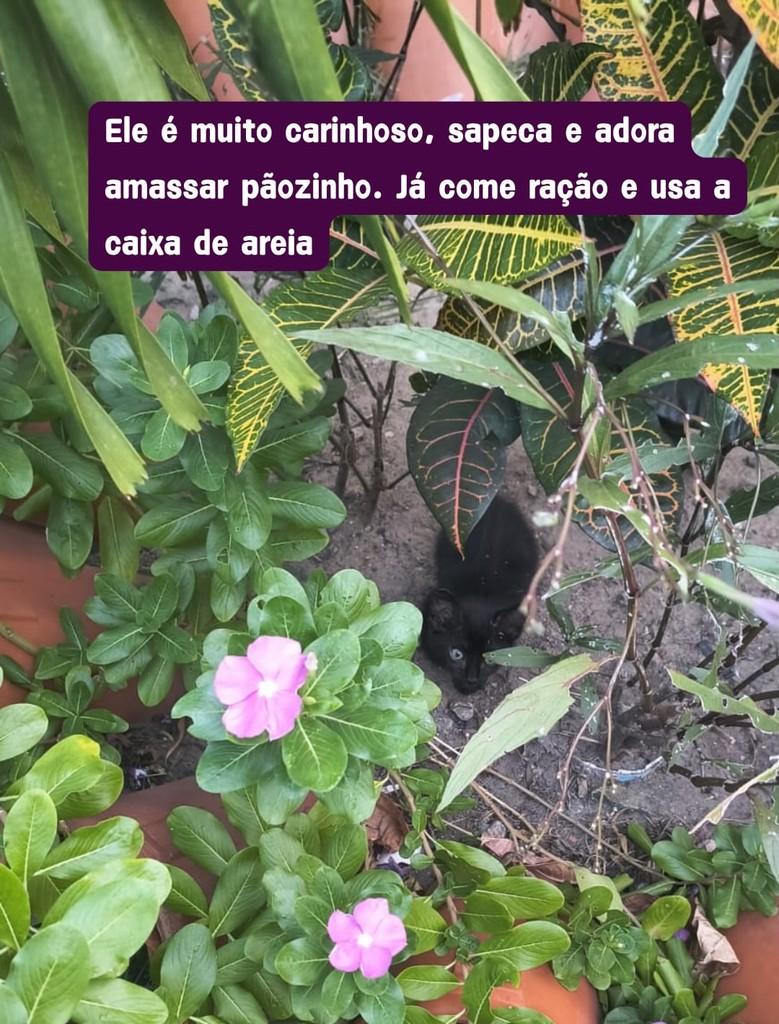 Panterinha, gato de porte pequeno para adoção em Fortaleza - CE — foto 2 de 4