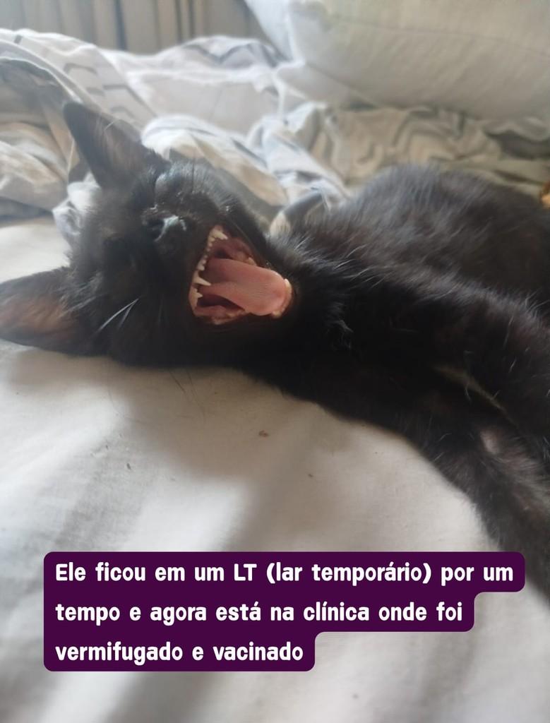 Panterinha, gato de porte pequeno para adoção em Fortaleza - CE — foto 3 de 4