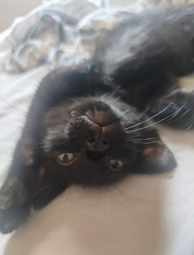 Panterinha, gato de porte pequeno para adoção em Fortaleza - CE — foto 4 de 4
