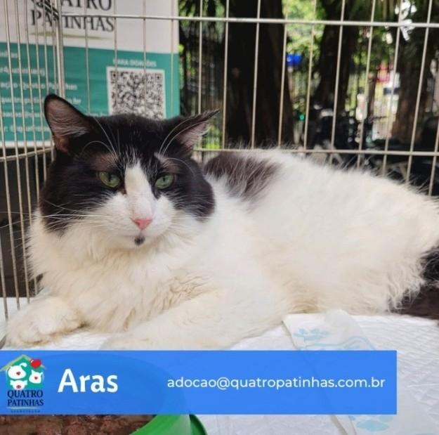 Aras, gato de porte médio para adoção em Guapimirim - RJ
