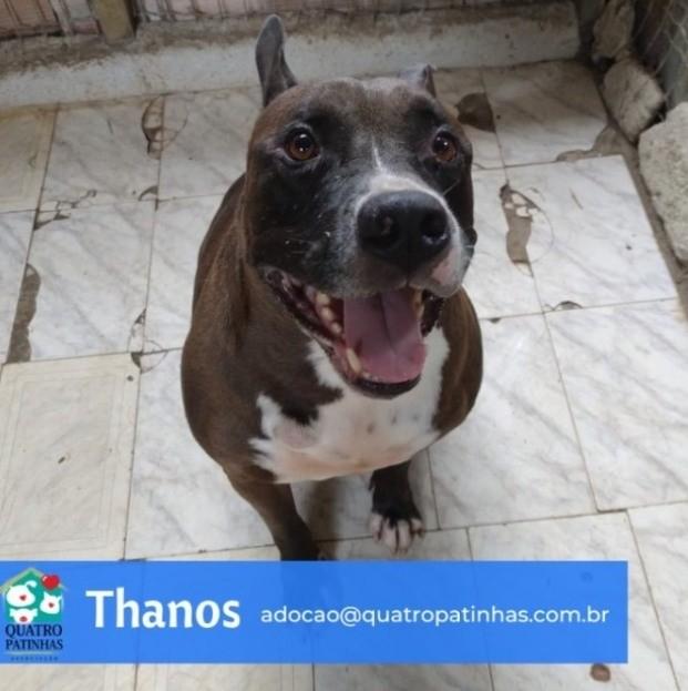 Thanos, cachorro de porte médio para adoção em Rio de Janeiro - RJ