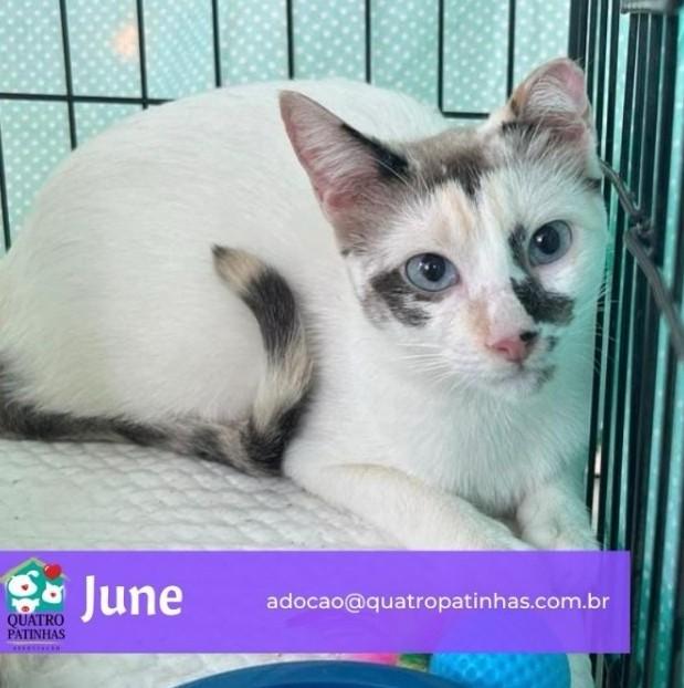 June, gata para adoção em Rio de Janeiro - RJ