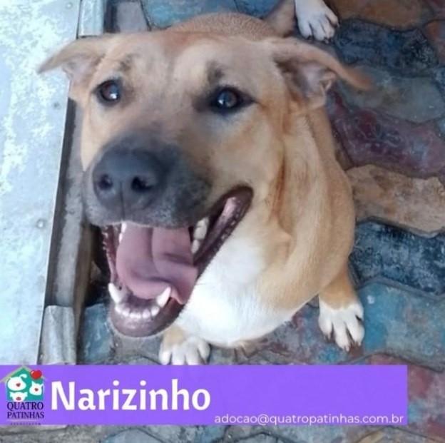 Narizinho, cadela de porte médio para adoção em Rio de Janeiro - RJ