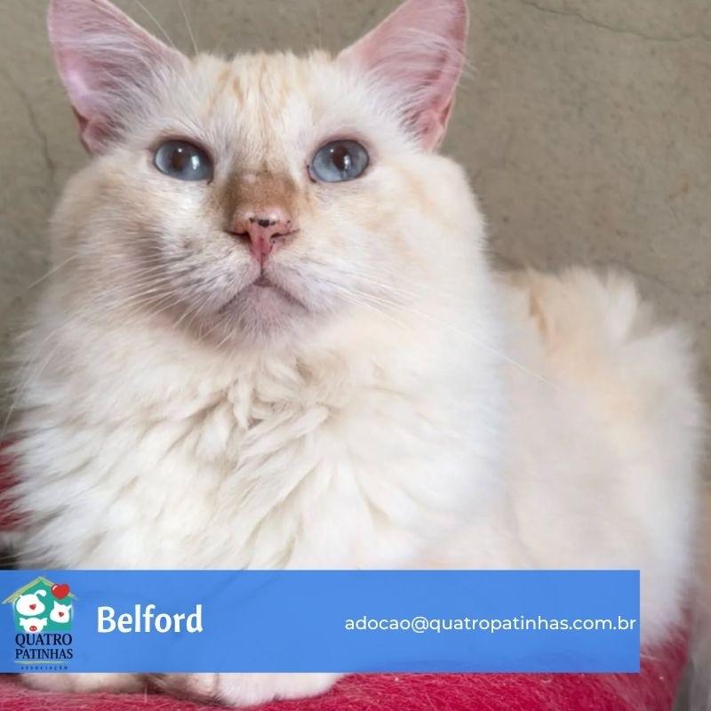 Belford, gato para adoção em Belford Roxo - RJ