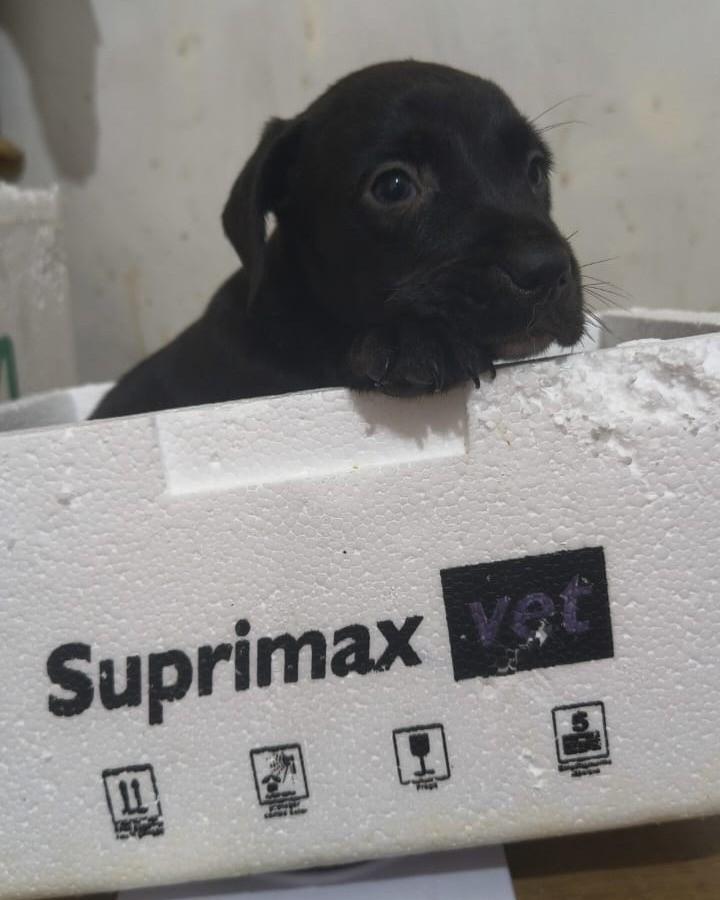 Poko, cachorro de porte pequeno para adoção em Guapimirim - RJ