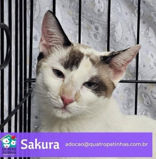 Sakura, gata para adoção em Rio de Janeiro - RJ