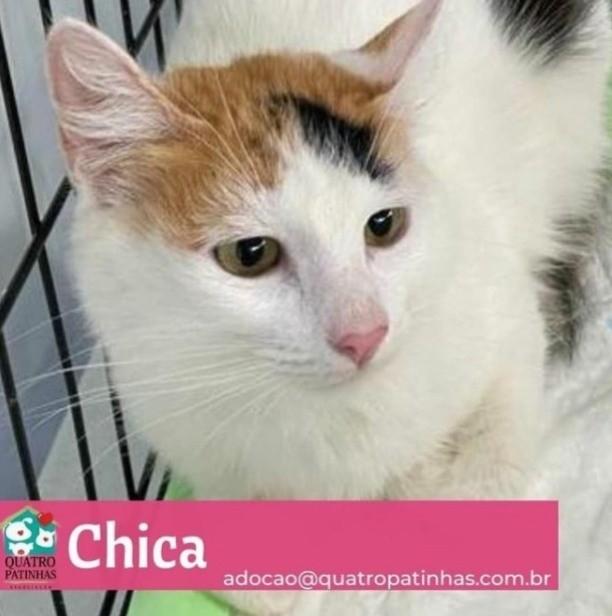 Chica, gata para adoção em Guapimirim - RJ