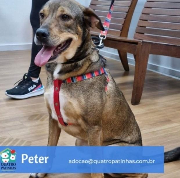 Peter, cachorro de porte médio para adoção em Rio de Janeiro - RJ