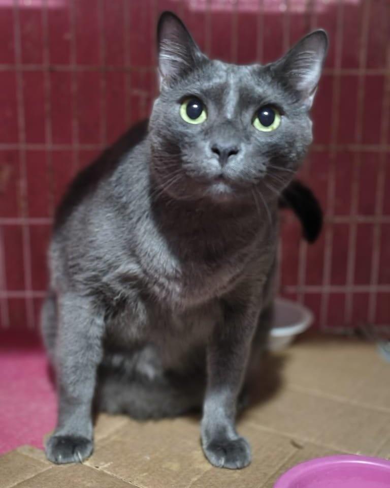 Gordinho, gato de porte médio para adoção em Guapimirim - RJ