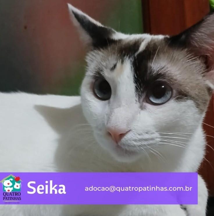 Seika, gata para adoção em Rio de Janeiro - RJ