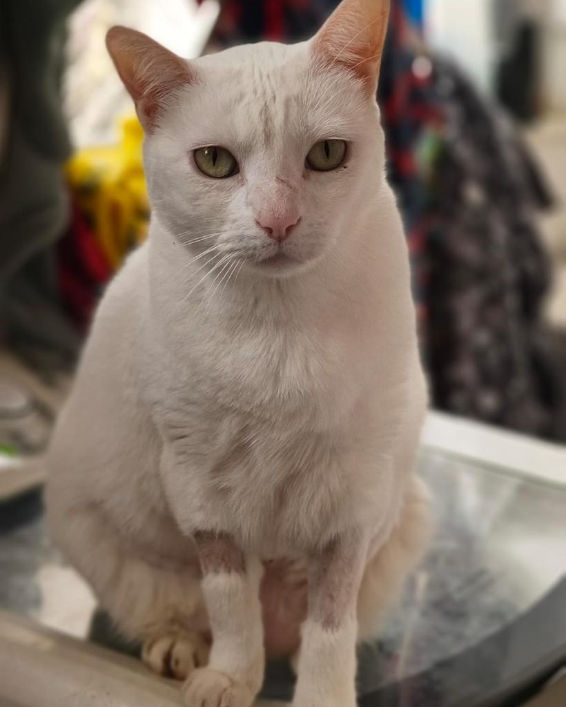 Zeus, gato de porte médio para adoção em Guapimirim - RJ