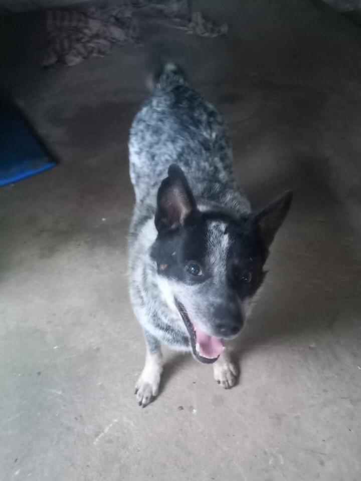 Pintado, cachorro de porte médio para adoção em Estiva - MG