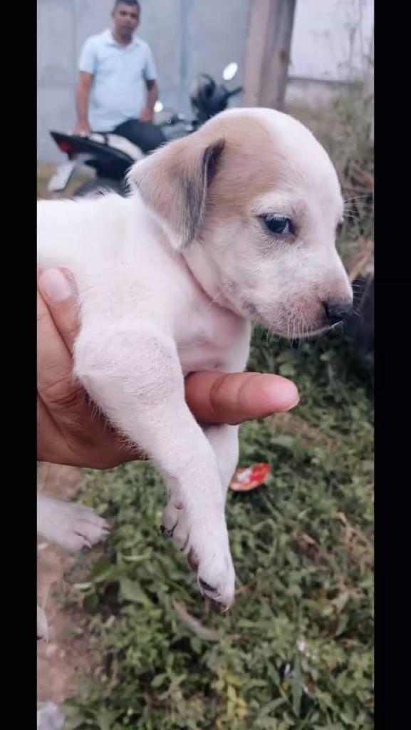 Sansão, cachorro de porte pequeno para adoção em Iguatu - CE