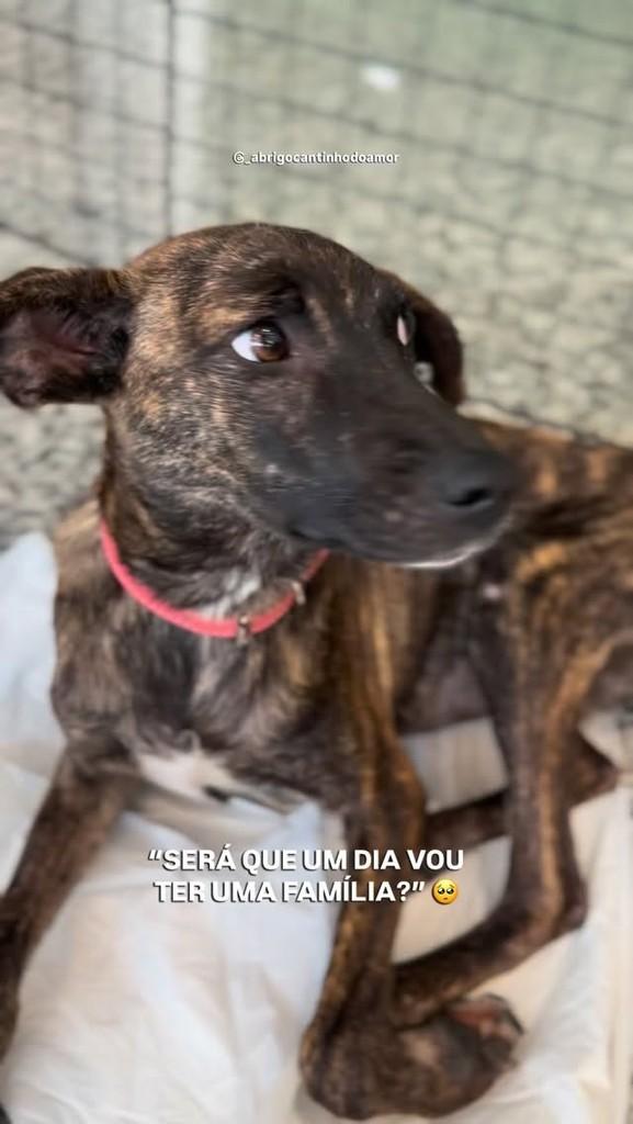 Cecilia, cachorro de porte pequeno para adoção em Jacutinga - MG