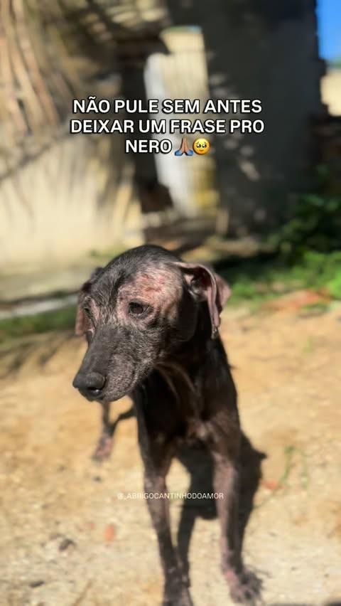 Nero, cachorro de porte pequeno para adoção em Jacutinga - MG