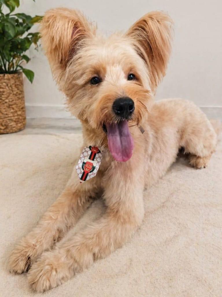 Pudim, cachorro de porte pequeno para adoção em Salvador - BA