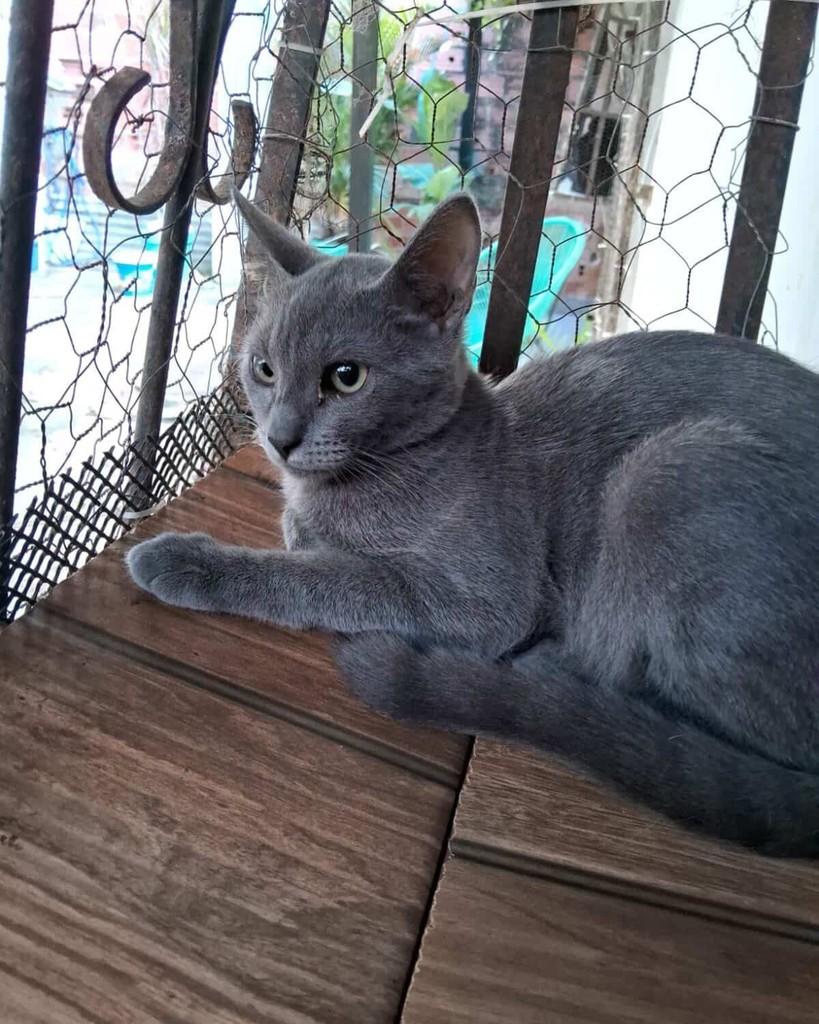 Pequeno, gato de porte pequeno para adoção em Salvador - BA