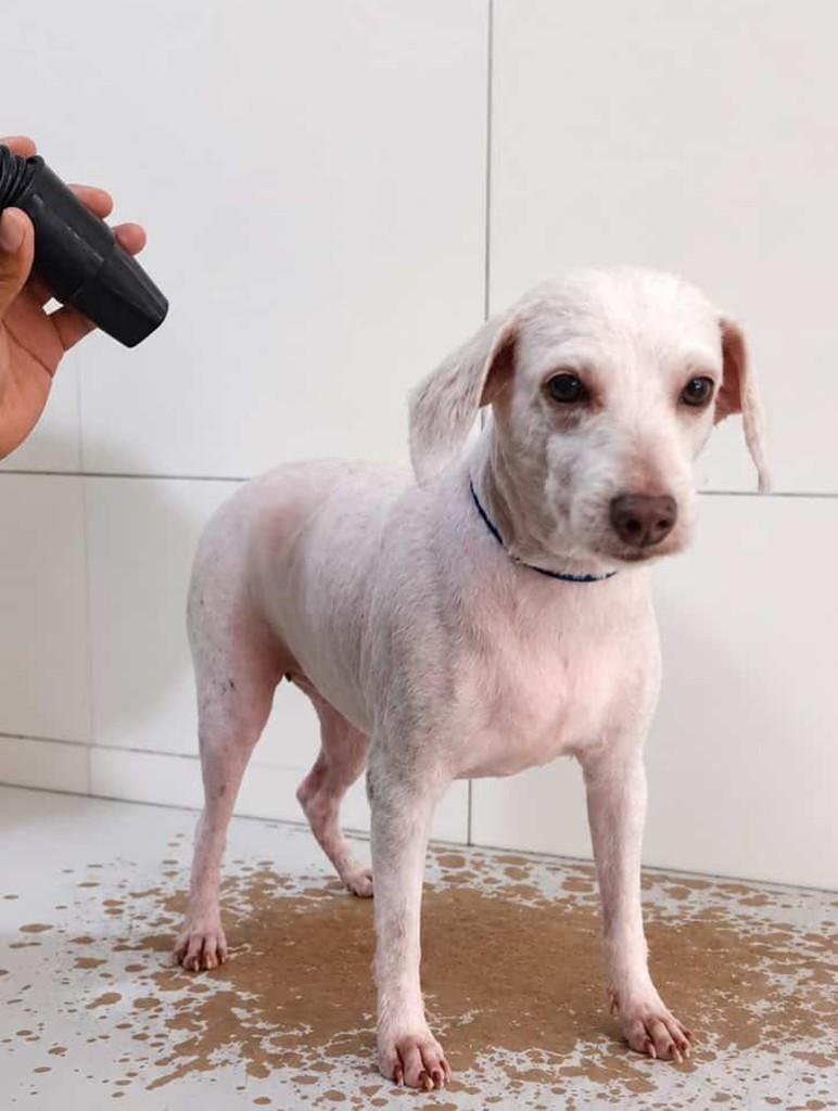 Cristal, cachorro de porte pequeno para adoção em Salvador - BA