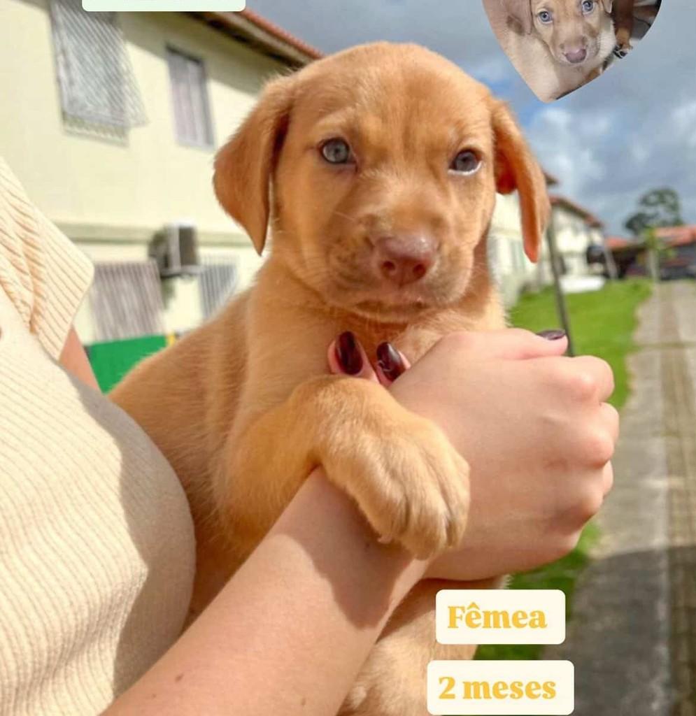 Baunilha, cachorro de porte pequeno para adoção em Salvador - BA