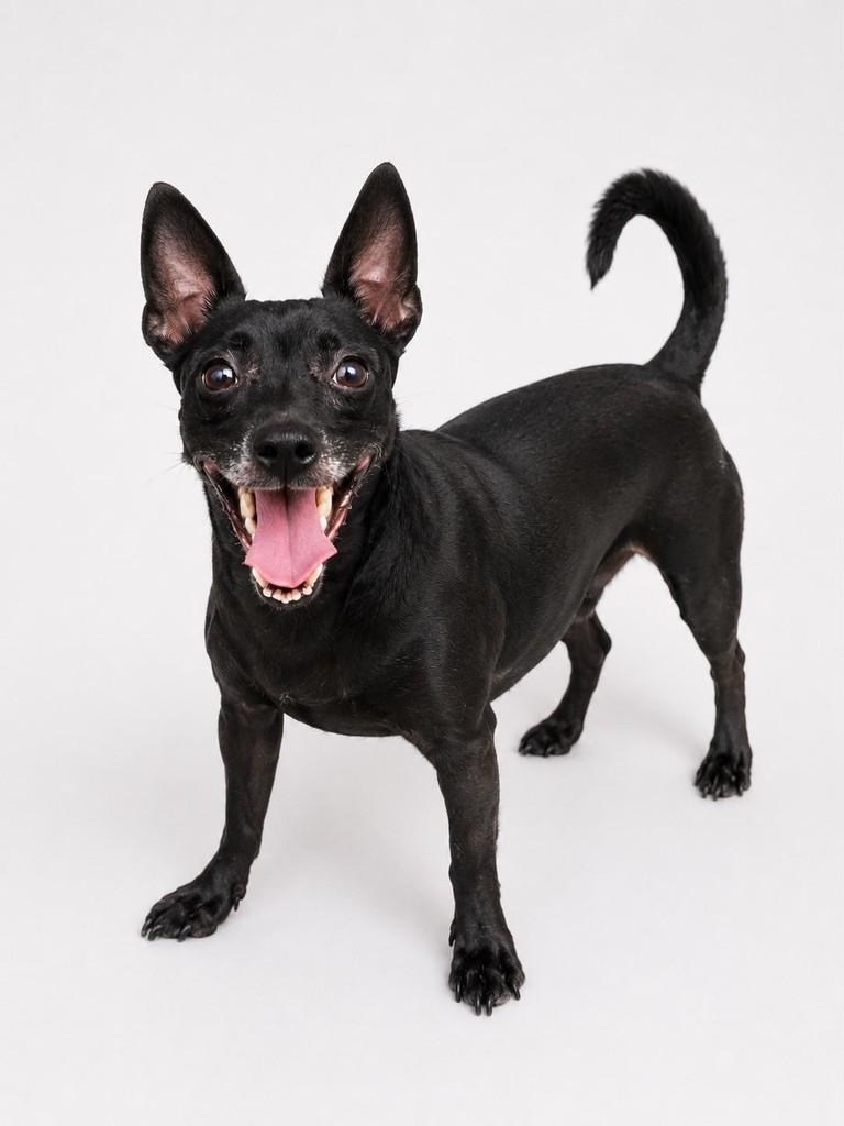 Negão, cachorro de porte pequeno para adoção em Salvador - BA