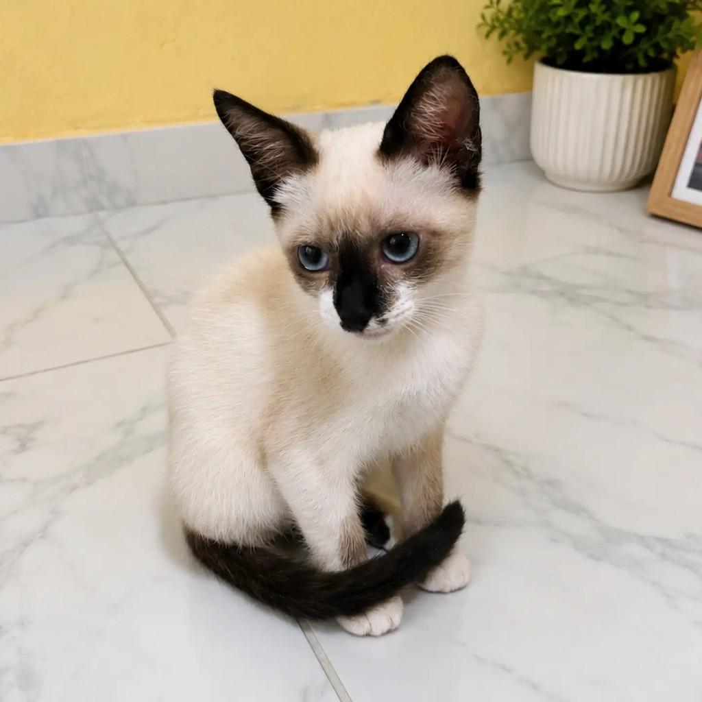 Clara, gata de porte pequeno para adoção em Salvador - BA